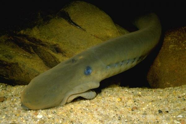 550 millones de aa, Peces sin Mandíbula