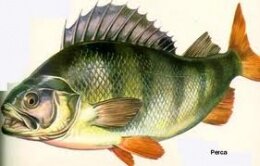 400 millones de aa, Peces Óseos