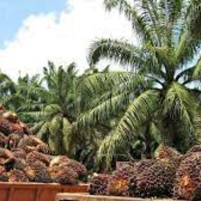 Timeline: Ciclo de vida de las plantas