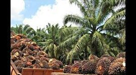 Timeline: Ciclo de vida de las plantas