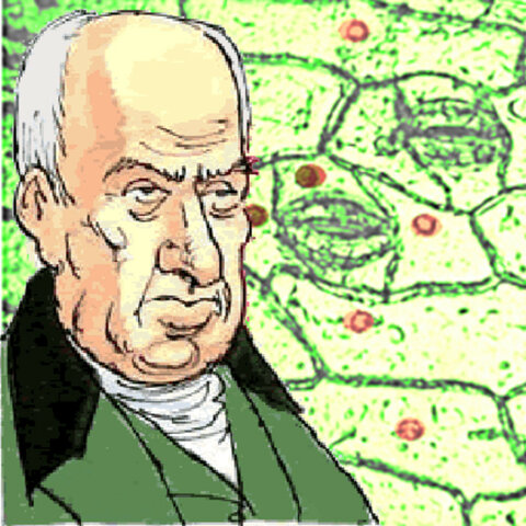 Descripción del núcleo celular