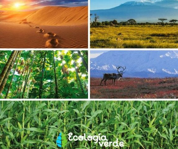 El estudio de los ecosistemas