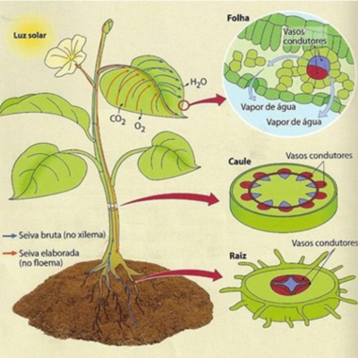 Timeline: Historia de la fisiología vegetal (Universidad de Guadalajara) CUCBA