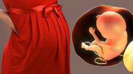 Timeline: EL EMBARAZO Y LA GESTACIÓN