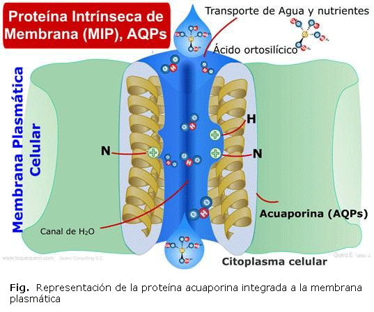 Descubrimiento de las acuaporinas