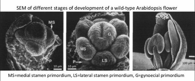 Micro observación del desarrollo de órganos florales