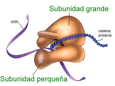 LOS RIBOSOMAS RESPONSABLES DE LA SINTESIS DE PROTEINAS EN LOS AÑOS 50