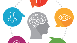 Timeline: Etapas del desarrollo de los sentidos