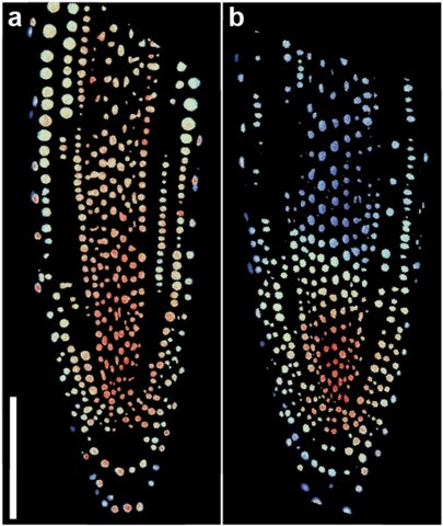 Primer biosensor Auxsen