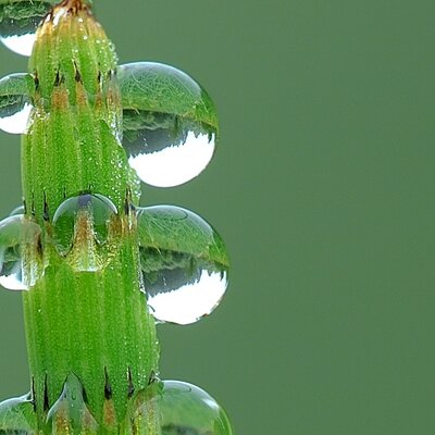 Timeline: Investigaciones mas importantes en la Fisiología Vegetal