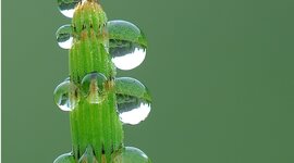 Timeline: Investigaciones mas importantes en la Fisiología Vegetal