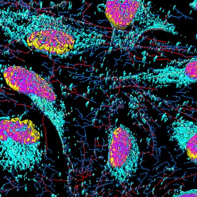 Timeline: HeLa Cells and their Scientific and Medical Breakthroughs