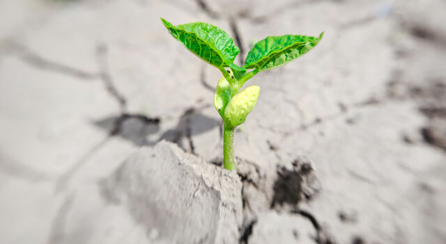 Karrikinas: estimuladores de la germinación