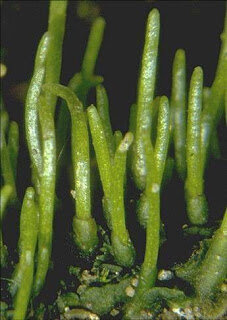 Primeras plantas terrestres (embriófitas)