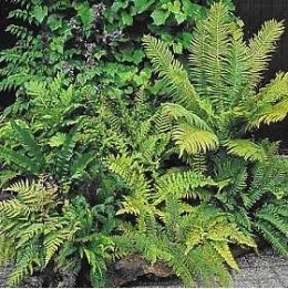 Plantas vasculares (traqueófitas)