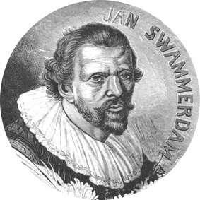 Jan Swammerdam