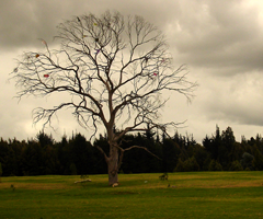 Decadencia de la ética en los jóvenes médicos
