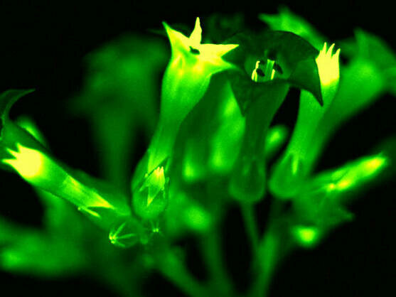 Autoluminicencia en plantas