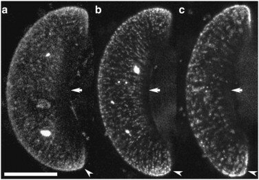 Sistema respiratorio