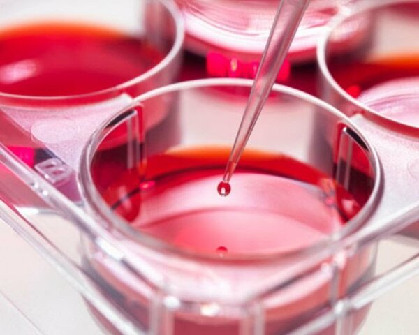 Células madre sintéticas