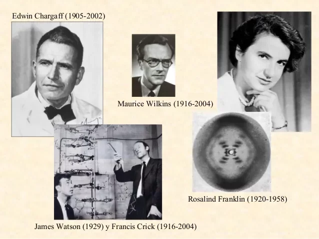 Francis Crick, James Watson, Edwin Chargaff y Maurice Wilkins.