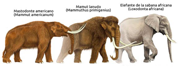 La Teoría de Darwin- Wallace