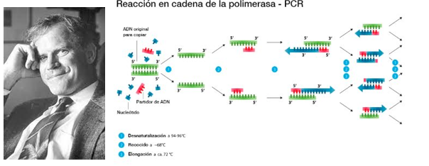 Reacción en Cadena de la Polimerasa (PCR)