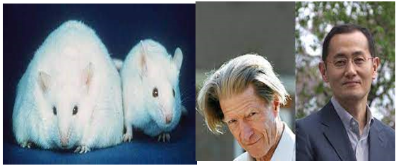 Primer animal transgénico.