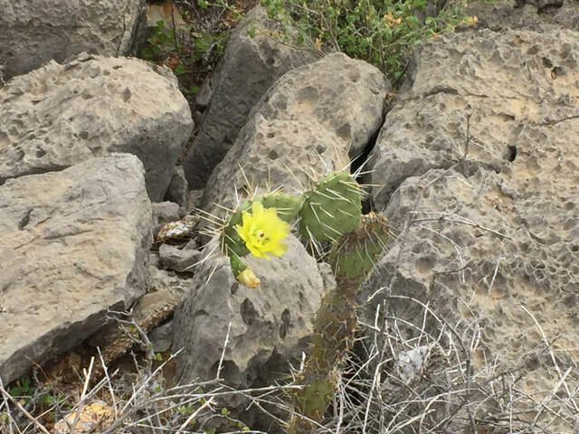 La estrategia de desarrollo de los ecosistemas