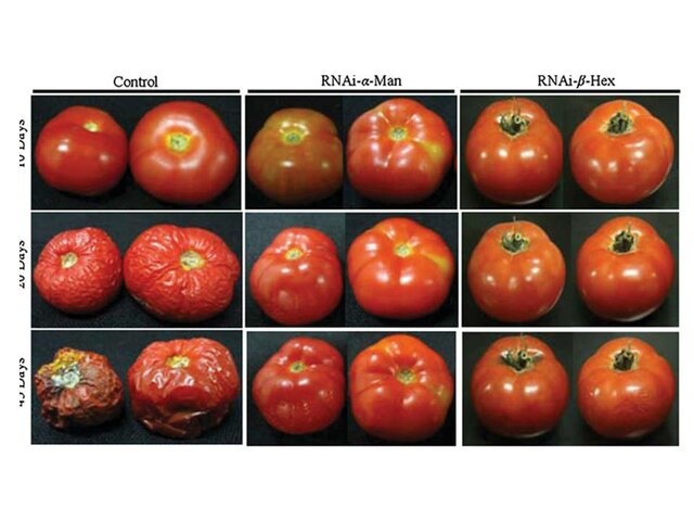 Primer alimento transgénico