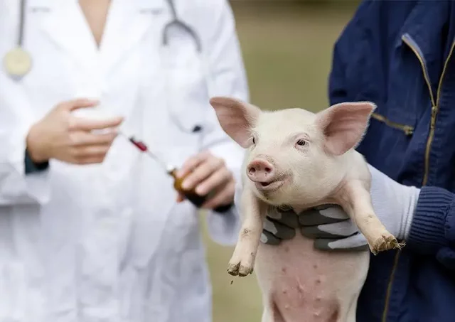 Cerdos modificados genéticamente para evitar la hemofilia