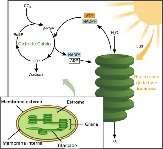 Asimilación fotoquímica del carbono por las plantas.