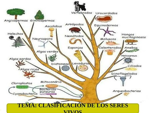 Clasificación de los seres vivos. (5 reinos).