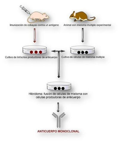 ANTICUERPOS MONOCLONALES