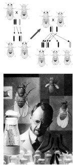 El mecanismo de la herencia mendeliana.