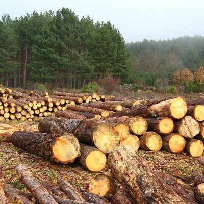 Timeline: DEFORESTACIÒN