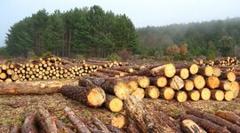 Timeline: DEFORESTACIÒN