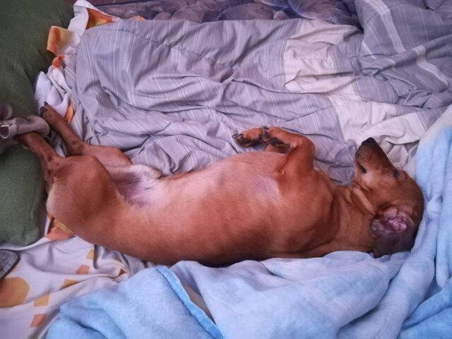 Adoptamos un segundo hijo