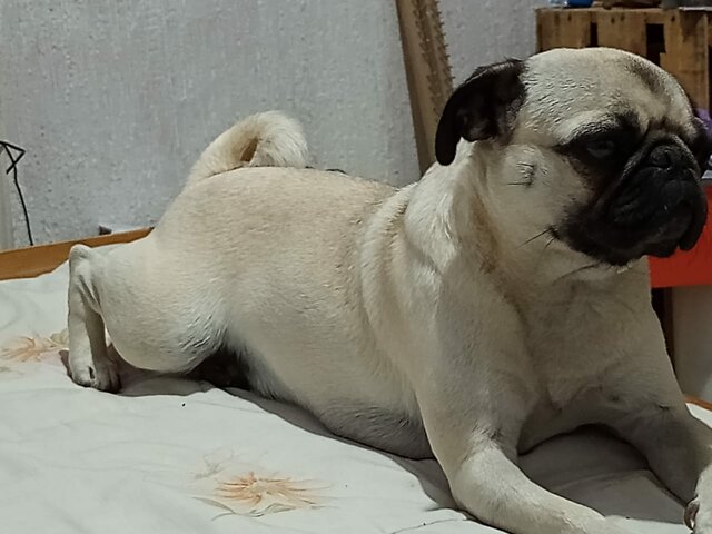 Nuevo integrante de la familia