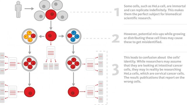 HeLa cells used for cancer research