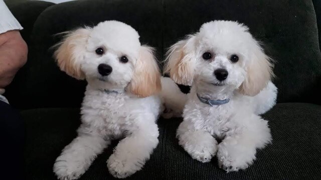 Meus cachorros Joca e Juca