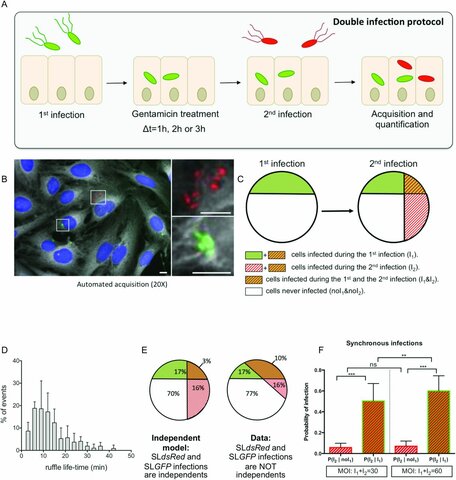 Solving salmonella