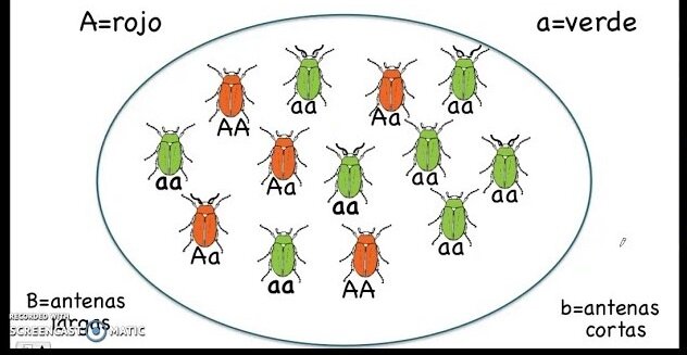 Genética de poblaciones y síntesis evolutiva moderna.