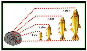 Epoca: "Edad de los peces"