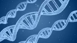 Discovery of the DNA structure