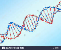 ESTRUCTURA MOLECULAR DEL ADN