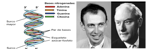 Descubrimiento de la Estructura de la Doble Hélice del ADN
