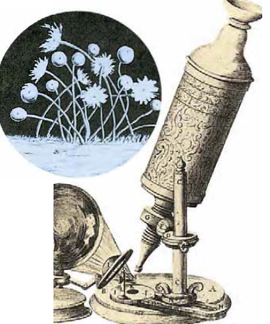 Primeros usos del microscopio
