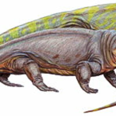 Timeline: Linea del tiempo edad de los amfibio
