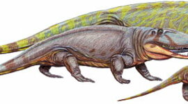 Timeline: Linea del tiempo edad de los amfibio